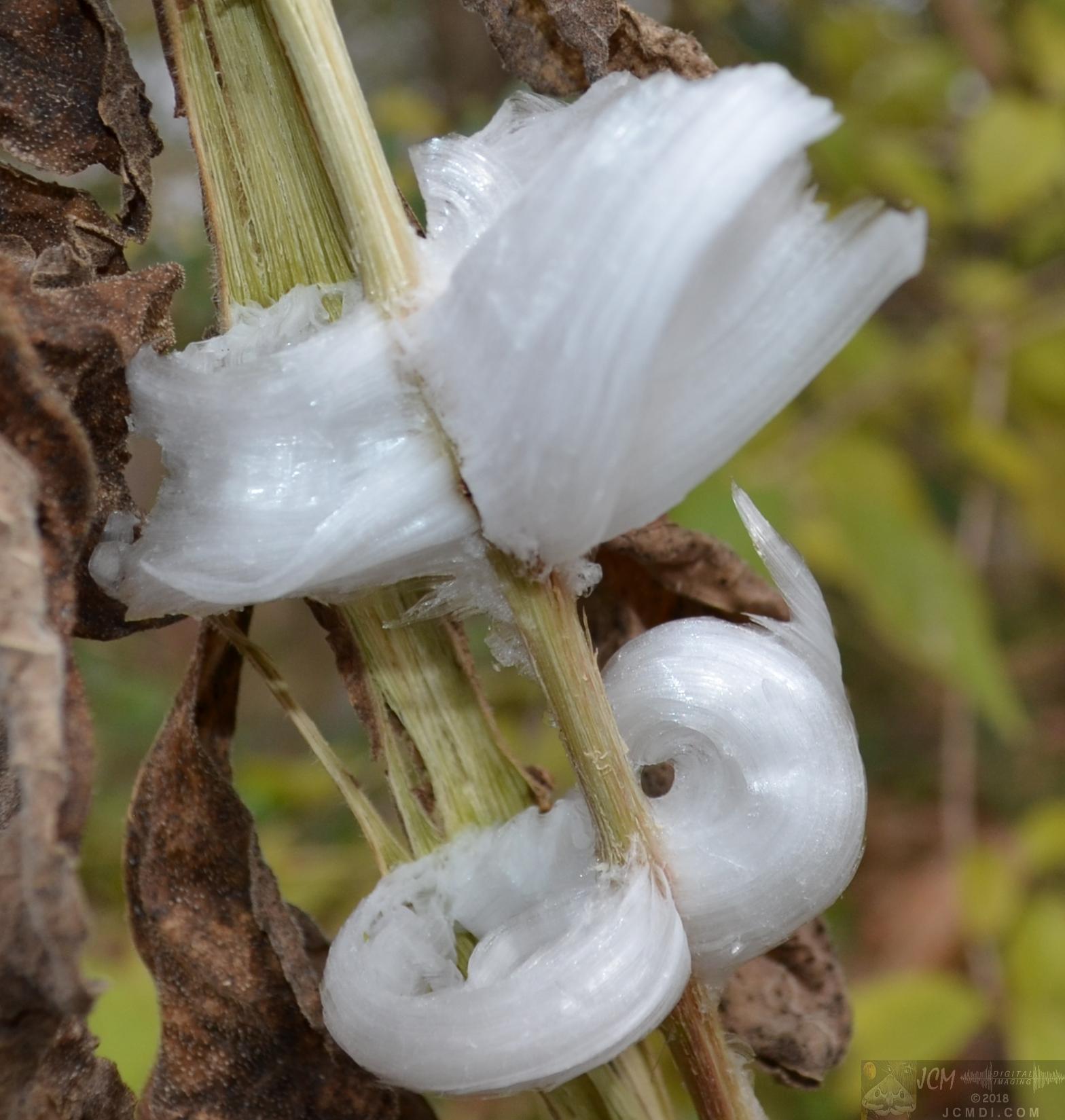 Ice flowers (freezing water slowly-oozed from plant stems, TN)